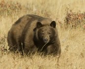 Urso negro em fase de canela no prado do Parque Nacional dos Lagos de Waterton, Alberta, Canadá . — Fotografia de Stock