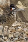 Дорожная птица, стоящая на камнях в засушливой пустыне . — стоковое фото