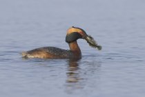 Grebe macho com chifres carregando captura de peixe enquanto nadava na água, close-up — Fotografia de Stock