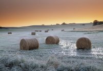 Round hay bales on frosty meadow near Holland, Manitoba, Canada — Stock Photo
