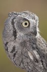 Western screech-owl looking away, close-up. — Stock Photo