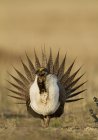Большой мудрый куропатка с разбросанными хвостовыми перьями на лугу Мэнсфилда, Вашингтон, США — стоковое фото