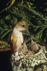 Primer plano del colibrí Rufus alimentando pollitos en el nido en el árbol
. - foto de stock