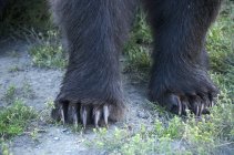 Gros plan des pattes d'ours grizzli montrant des griffes . — Photo de stock