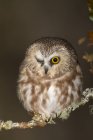 Northern saw-whet owl perched on mossy branch in forest. — Stock Photo