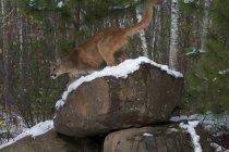 Puma steht auf schneebedecktem Findling im Wald. — Stockfoto