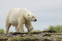 Oso polar caminando en la costa herbácea y rocosa en Churchill, Manitoba, Canadá - foto de stock