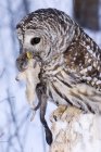 Barred owl ingesting flying squirrel in snowy forest. — Stock Photo