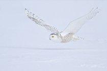 Caça coruja nevada em voo sobre pradaria nevada . — Fotografia de Stock