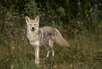 Kojote steht auf Waldwiese und blickt in Kamera. — Stockfoto