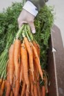 Mano femenina sosteniendo racimo fresco de zanahorias orgánicas . - foto de stock