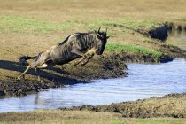 Common wildebeest jumping over river in Masai Mara Reserve, Kenya, East Africa — Stock Photo