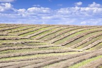Swathed field and rolling hills at harvest time at Tiger Hills, Manitoba, Canada. — Stock Photo