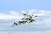 Пингвины-императоры катаются на санях по льду, возвращаясь в колонию-гнездовье, остров Сноу-Хилл, Антарктический полуостров — стоковое фото