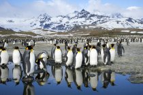 Pingouins royaux debout dans le paysage de montagne à l'île de Géorgie du Sud, Antarctique — Photo de stock