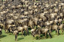 Große Gruppe von Gnus auf Wanderschaft, Masai-Mara-Reservat, Kenia, Ostafrika — Stockfoto