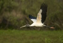 Cicogna di legno che vola nel bosco della Florida, USA — Foto stock
