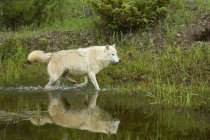 Grauer Wolf, der im Sommer am Teichrand spaziert, montana, usa — Stockfoto