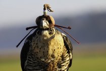 Vista frontal del halcón peregrino encapuchado cautivo al aire libre . - foto de stock