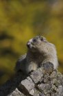 Hoary marmot sentado na rocha, close-up . — Fotografia de Stock
