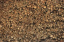 Pulp wood stacked in processing yard, full frame — Stock Photo