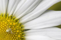 Крупним планом маленький павук на ромашковій квітці . — стокове фото