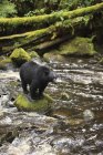 Чорний ведмідь стоячи на скелі в воді Торнтон крик, Британська Колумбія, Канада — стокове фото