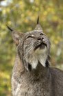 Canada lynx in green forest looking up, portrait — Stock Photo