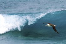 Laysan albatross voando sobre surf oceânico no Havaí, EUA — Fotografia de Stock
