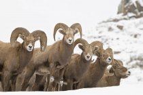 Manada de carneiros selvagens Califórnia Bighorn no inverno perto de Kamloops, Colúmbia Britânica, Canadá — Fotografia de Stock