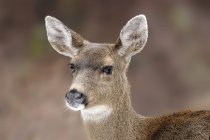 Primo piano colpo di mulo cervo femmina — Foto stock