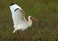 Белая птица-ибис ходит по болотам с распростертыми крыльями — стоковое фото