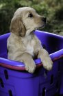 Cachorro de raza pura golden retriever de pie en canasta púrpura . - foto de stock