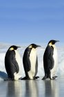 Trois manchots empereurs sur l'île Snow Hill, mer de Weddell, Antarctique — Photo de stock