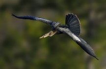 Anhinga pássaro de água voando com asas estendidas ao ar livre — Fotografia de Stock