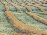 Natural pattern of canola harvest field near Trochu, Alberta, Canada — Stock Photo