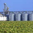 Ascensori per cereali e campi coltivati a girasole a Rathwell, Manitoba, Canada . — Foto stock