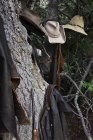 Cowboyhüte und altmodische Lederobjekte auf einem Baum in britischer Kolumbia, Kanada — Stockfoto