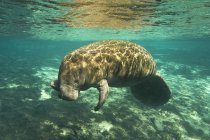 Florida lamantino coperto di alghe a Crystal River, Florida, Stati Uniti d'America — Foto stock