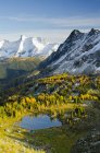 Jumbo Pass and alpine larch trees in autumnal foliage, Purcell Mountains, British Columbia, Canada — Stock Photo