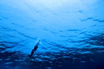 Underwater shot of swimmer on blue water background — Stock Photo
