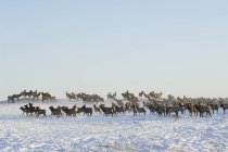 Herd of elks moving in wintry Waterton Lakes National Park, Alberta, Canada. — Stock Photo