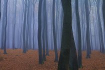 Forêt dans le brouillard en automne près de Francfort, Allemagne — Photo de stock