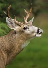 Close up shot of Mule Deer with open mouth — Stock Photo