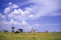 Grupo de jirafas en pastizales de la Reserva Masai Mara, Kenia, África Oriental - foto de stock