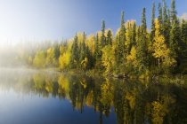 Fogliame autunnale di alberi forestali presso il lago Dickens, Saskatchewan settentrionale, Canada — Foto stock
