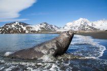 Southern elephant seal bull coming ashore, Island of South Georgia, Antarctica — Stock Photo