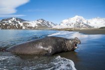 Южный тюлень-слон выходит на берег, остров Южная Джорджия, Антарктида — стоковое фото