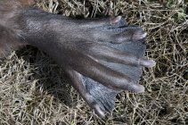 Gros plan de la patte palmée du castor adaptée à la baignade . — Photo de stock