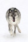 Доросла жінка-вовк, що йде на білому сніжному тлі . — стокове фото